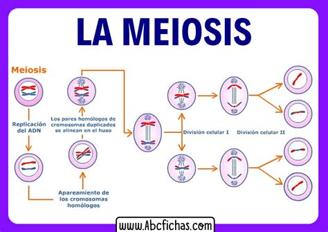 que es meiosis-4